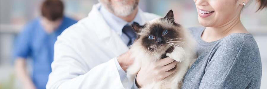 How Brokers Can Help Clients Offer Employer-Sponsored Pet Insurance