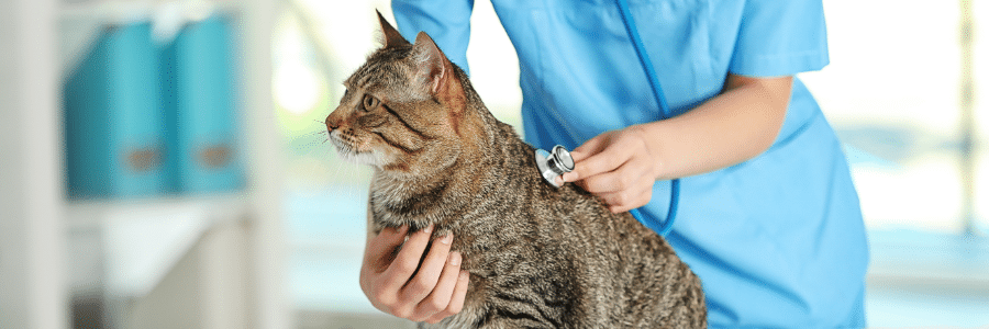 Strengthening Your Clients’ Benefits Packages with Pet Insurance