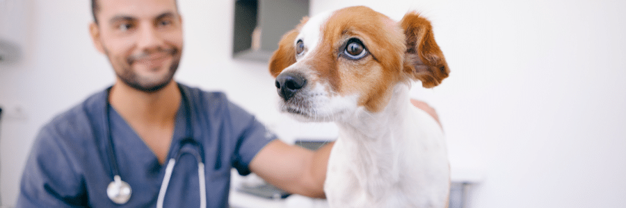 Why Pet Insurance Belongs in Your Employee Benefits Package